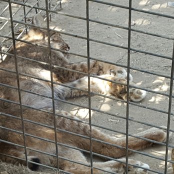 Wildlife Learning Center - Zoos Near Me - Sylmar, California