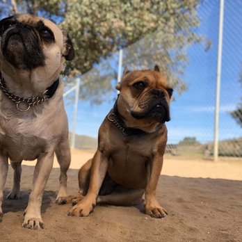 Marvel K9 Dog Training Academy - Pet Training Near Me - Temecula, California