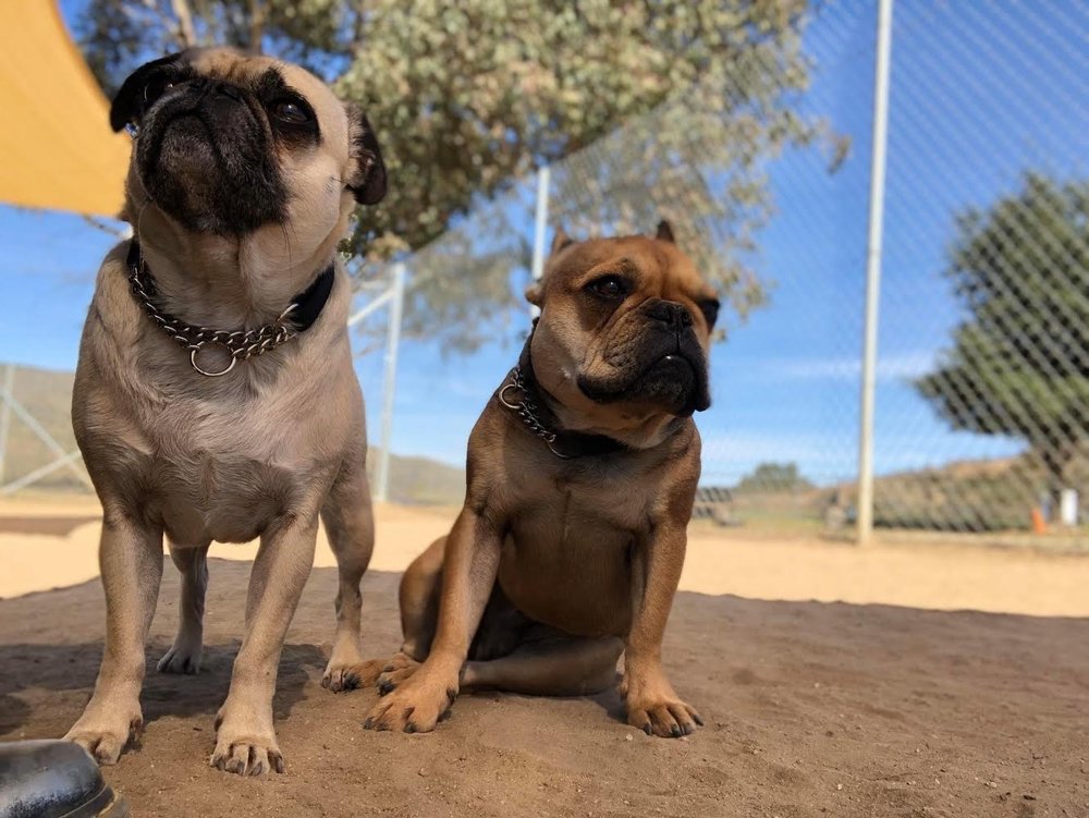 MARVEL K9 DOG TRAINING ACADEMY 42 Photos & 27 Reviews 45205 De