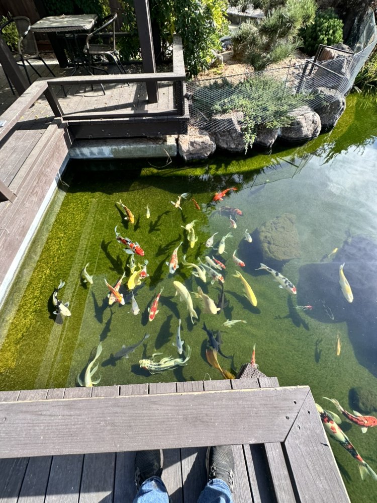 CREATIVE PONDS AND GARDENS Updated October 2024 11 Photos & 16