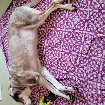Veterinary Alternatives - Yogi relaxing during her acupuncture. . - Veterinarians Near Me - Dayton, Ohio Veterinary Alternatives - Yogi relaxing during her acupuncture. . - Veterinarians Near Me - Dayton, Ohio