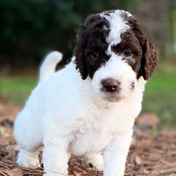 Kel's Tails - Pet Breeders Near Me