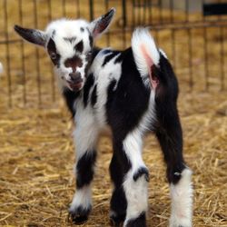Golden Meadow Goats