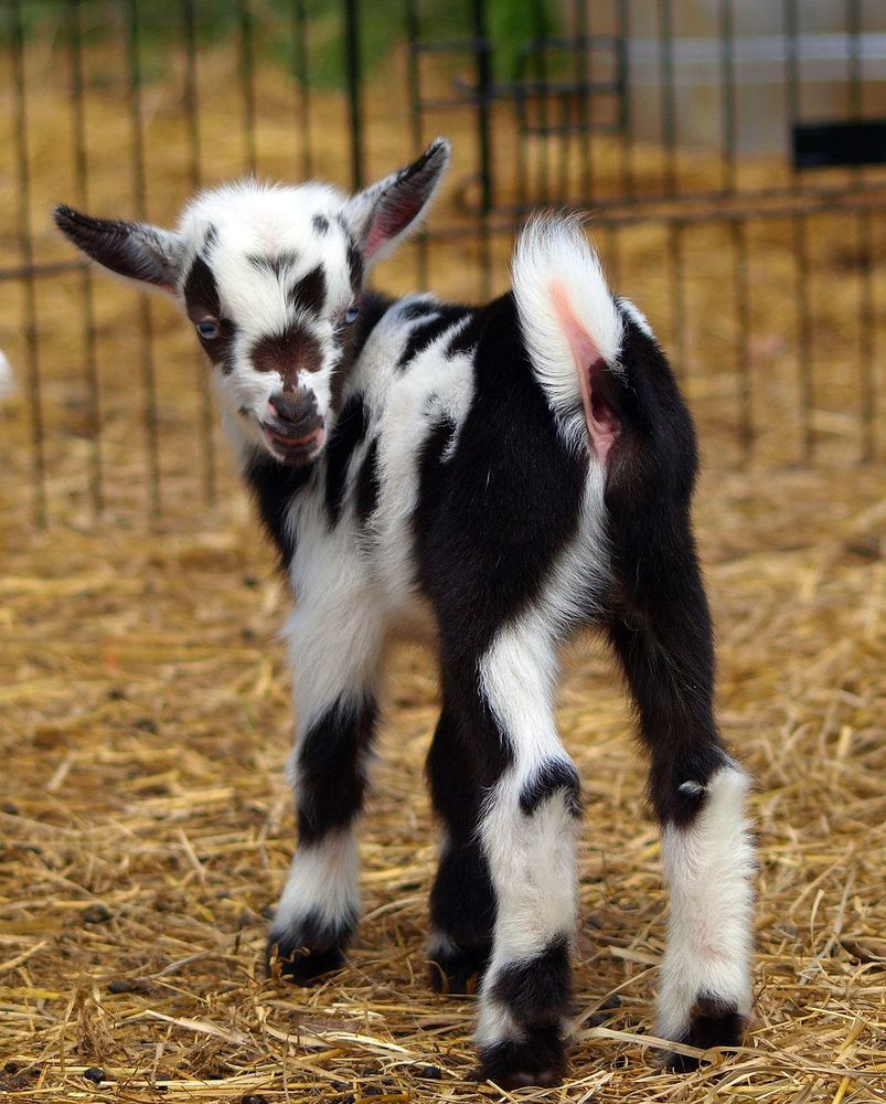 Golden Meadow Goats Logo