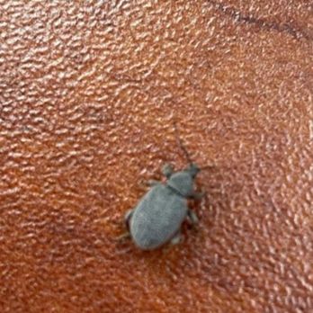 Uncled Ants - Pest Control Near Me - Lafayette, Indiana Uncled Ants - Pest Control Near Me - Lafayette, Indiana