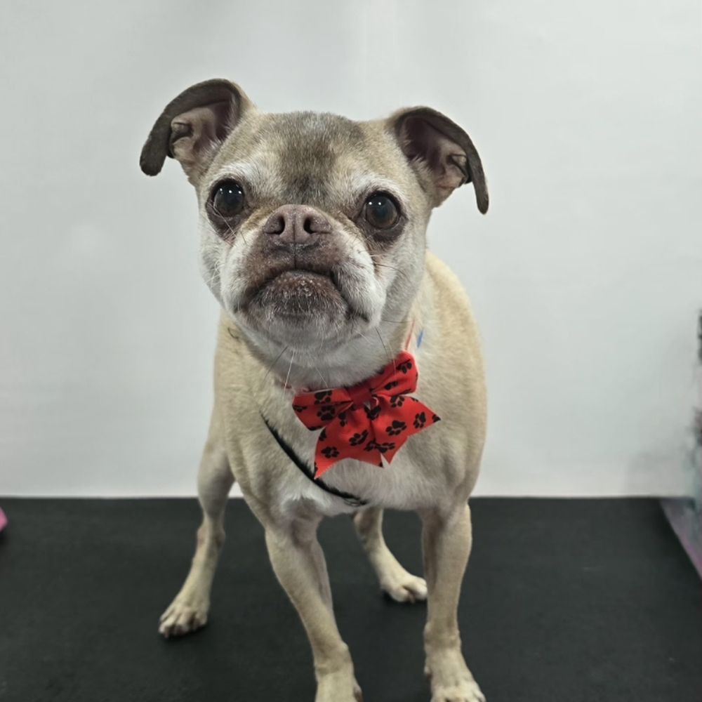 TOP 10 BEST Mobile Pet Grooming in Fairfield, CA - Updated 2026 - Yelp