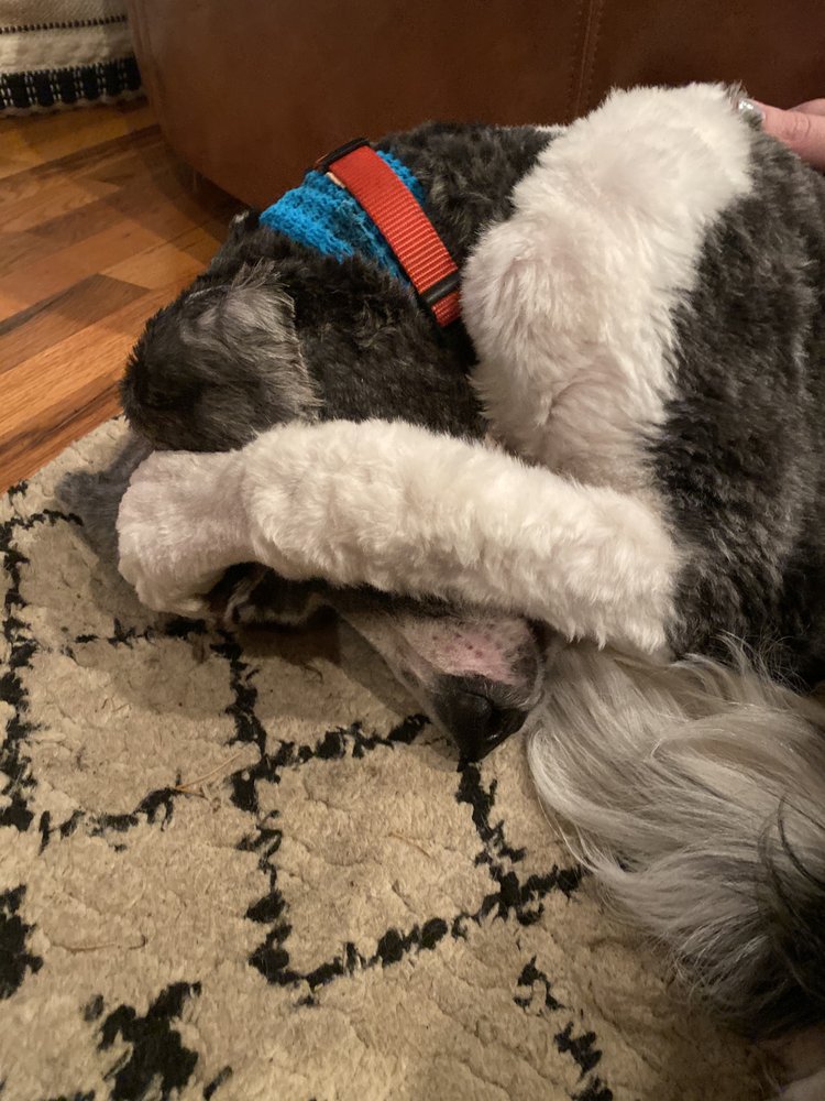 TURBO DOG GROOMING 11 Photos 992 Josephine St, Oregon City, Oregon