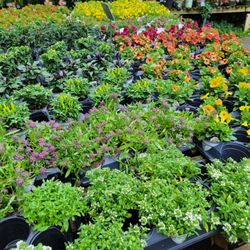 Country Harmony Home & Garden Center