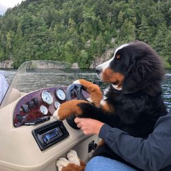 Captain Marneys Boat Rental - Wilson learning to drive on one of our dog-friendly pontoons.