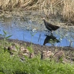 Tom Bennett Park - Nature