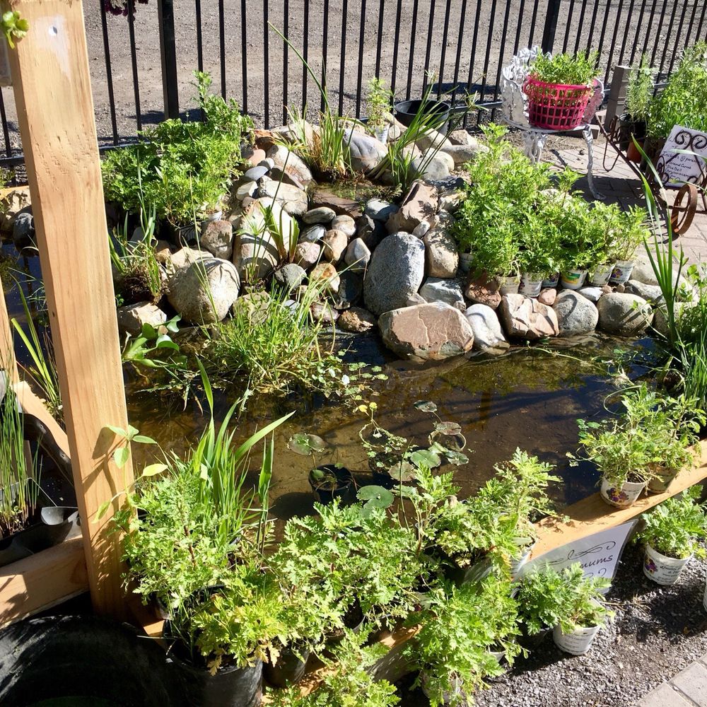 Pond Pond