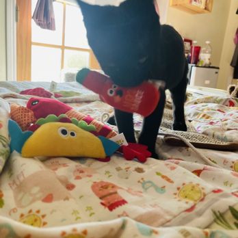 PetSmart Dog Training - Maisy Lou likes her tacos with hot sauce. teeheehee. - Pet Training Near Me - Long Beach, California PetSmart Dog Training - Maisy Lou likes her tacos with hot sauce. teeheehee. - Pet Training Near Me - Long Beach, California