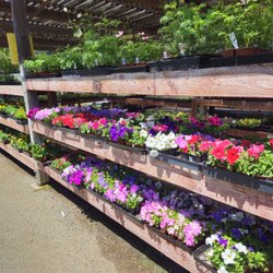 Scarborough Gardens - Annuals