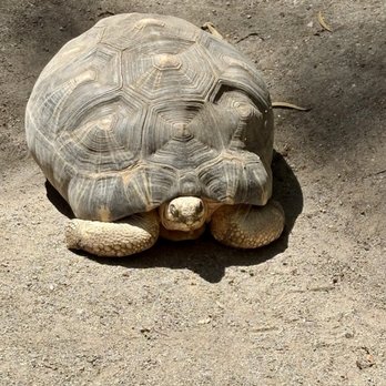 Central Coast Zoo - Zoos Near Me - Atascadero, California Central Coast Zoo - Zoos Near Me - Atascadero, California