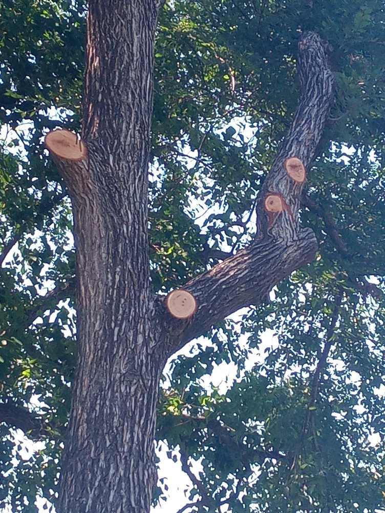 EDDIE’S TREE SERVICE AND LANDSCAPING Updated August 2024 Houston