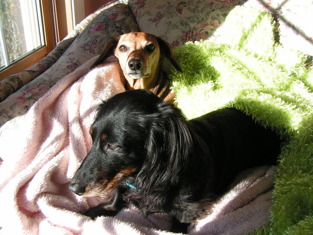 MALLETTS BAY VETERINARY HOSPITAL 17 Reviews 460 Blakely Rd