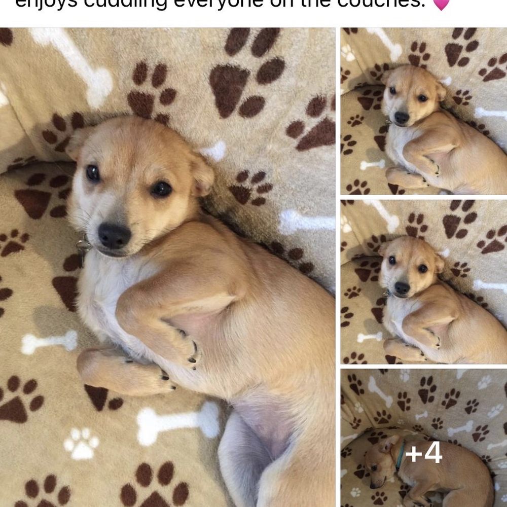 TOP 10 BEST Dog Boarding in Vacaville, CA - Updated 2026 - Yelp