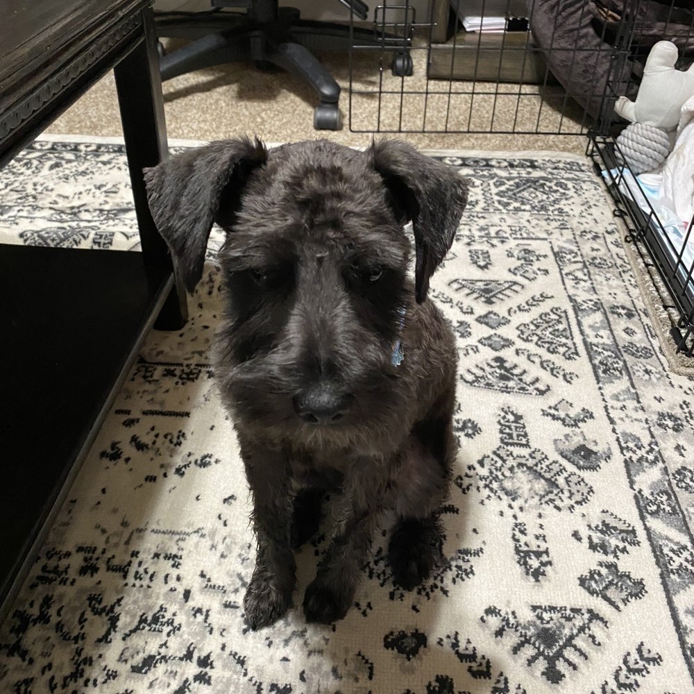 Debbie's Pet Grooming - Pet Stores Near Me - Ripon, California Debbie's Pet Grooming - Pet Stores Near Me - Ripon, California