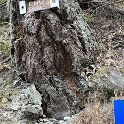 Oyster Dome Trail - Saturdays solo adventure
