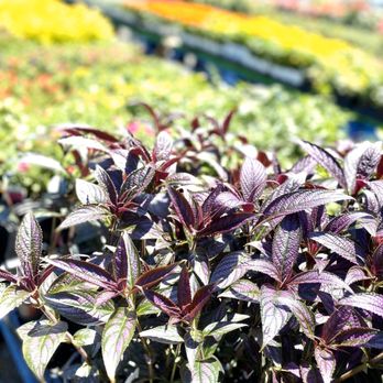 Pole Green Produce - So many beautiful plants to choose from!! - Grocery Near Me - Mechanicsville, Virginia