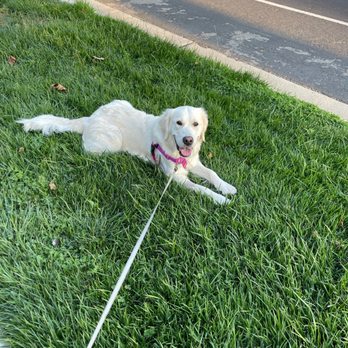 Classic Heritage Golden Retrievers - 18 months old - Pet Breeders Near Me Classic Heritage Golden Retrievers - 18 months old - Pet Breeders Near Me