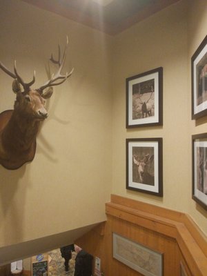 Explorer's Lounge by null