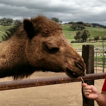 Oasis Camel Dairy - Camel taking a treat - Attraction Farms Near Me - Ramona, California Oasis Camel Dairy - Camel taking a treat - Attraction Farms Near Me - Ramona, California