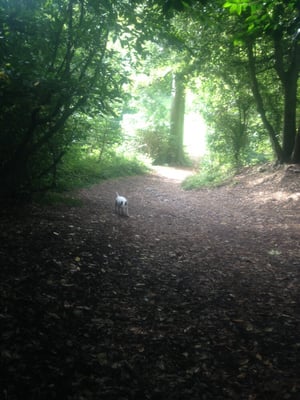 Blaise Castle by null