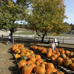 Berlin Orchards