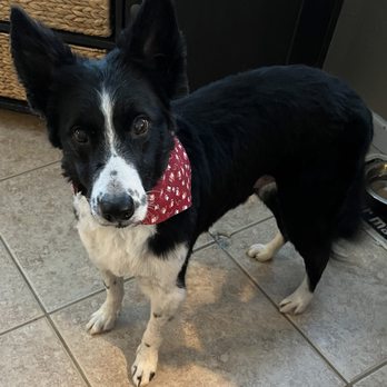 Pets In Style Grooming - Pet Groomers Near Me - Lancaster, California