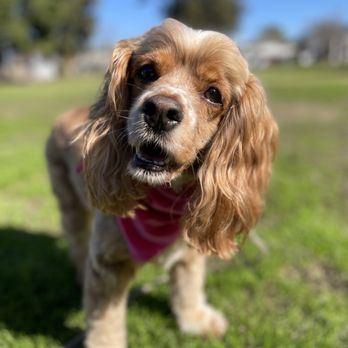 Buddies - Dog Walkers Near Me Buddies - Dog Walkers Near Me