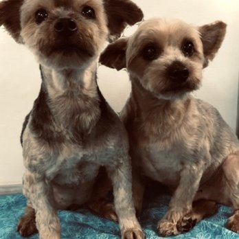 Petco - Not what we asked for. Lesson to be learned. Stick with what you know! - Pet Stores Near Me - Rockville, Maryland Petco - Not what we asked for. Lesson to be learned. Stick with what you know! - Pet Stores Near Me - Rockville, Maryland