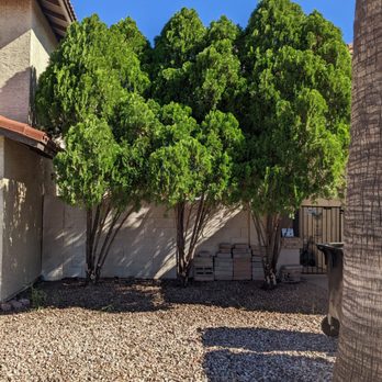RPM Services Extreme - Listing house for sale. Told company to trim and shape Juniper but they cut all the lower branches off and said it'll grow back next year. - Tree Services Near Me - Glendale, Arizona RPM Services Extreme - Listing house for sale. Told company to trim and shape Juniper but they cut all the lower branches off and said it'll grow back next year. - Tree Services Near Me - Glendale, Arizona