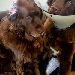 Vallejo Pet Services - Myshkin & Arrow