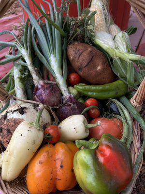 Well Rooted Farms by null