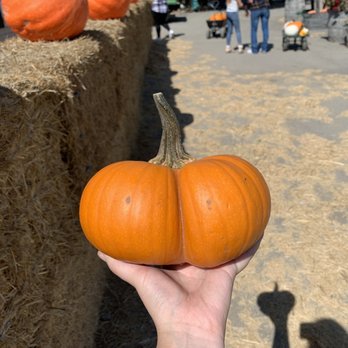 Borchard Farms - Siamese pumpkin - Pumpkin Patches Near Me - Salinas, California