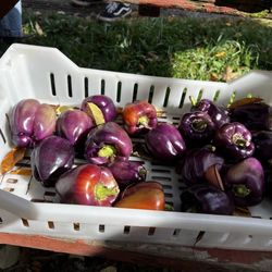 Treadway Garden - Purple peppers