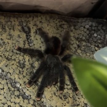 Wild Things - Puppy, my new Pink Toe tarantula who is so sweet and handle-able! Thank you for letting me hold them in store! - Reptile Shops Near Me - Las Vegas, Nevada
