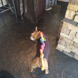Beanz in his rainbow dragon sweater from Hawthorne country store. Beanz in his rainbow dragon sweater from Hawthorne country store.