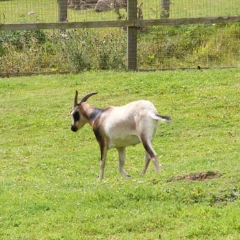 Beale Park - Zoos Near Me Beale Park - Zoos Near Me