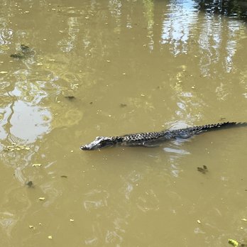 Airboat Adventures - Boat Tours Near Me - Lafitte, Louisiana