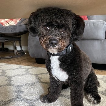 PetSmart Grooming - Pet Stores Near Me - Arnold, Missouri