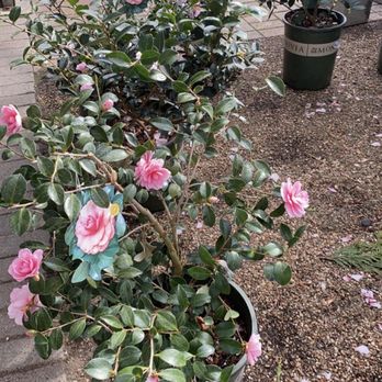 Nicholson-Hardie - Outside plant at the outdoor nursery - Nurseries & Gardening Near Me - Dallas, Texas Nicholson-Hardie - Outside plant at the outdoor nursery - Nurseries & Gardening Near Me - Dallas, Texas