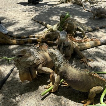 Shore Excursions Group - Iguanas - Travel Services Near Me - Sunrise, Florida Shore Excursions Group - Iguanas - Travel Services Near Me - Sunrise, Florida