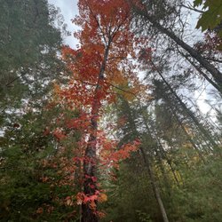Bangor City Forest