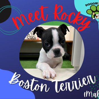 Doggie House Pet Shop - Meet our current and past fur-pals! Call (945) 400-7286 for available puppies. - Pet Breeders Near Me - Plano, Texas Doggie House Pet Shop - Meet our current and past fur-pals! Call (945) 400-7286 for available puppies. - Pet Breeders Near Me - Plano, Texas