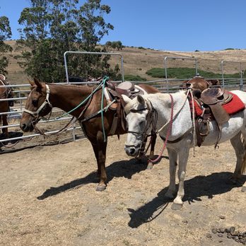 Horse N Around Trail Rides - Horseback Riding Near Me - Bodega, California