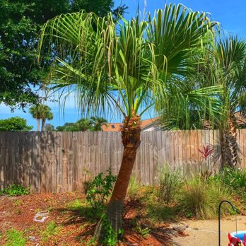 Specialized Palm And Tree Care - Mexican Fan Palm after service Perdido Key fl - Tree Services Near Me Specialized Palm And Tree Care - Mexican Fan Palm after service Perdido Key fl - Tree Services Near Me