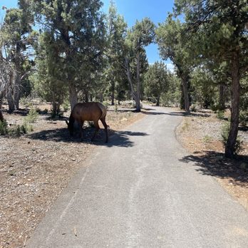 Mather Campground Camp Store - Wildlife on the biking trail - Campgrounds Near Me - Grand Canyon Village, Arizona Mather Campground Camp Store - Wildlife on the biking trail - Campgrounds Near Me - Grand Canyon Village, Arizona