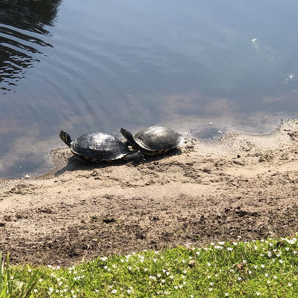 Top 10 Best Par 3 Golf Course near Myrtle Beach, SC - August 2023 - Yelp